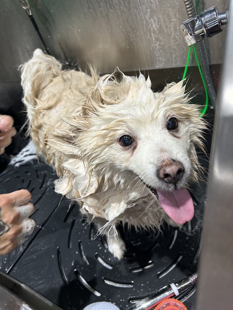 A small cream terrier standing wet in the stainless steel grooming bath while a groomer steadies it