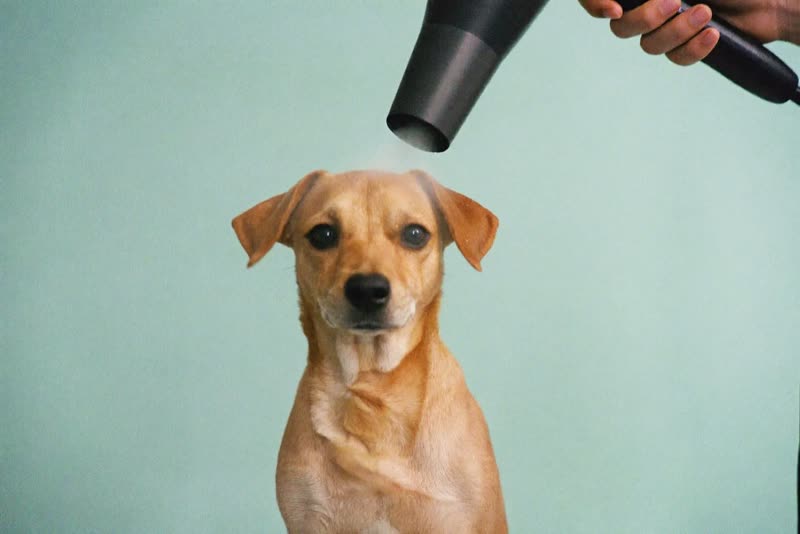 A small dog being blow-dried after a bath