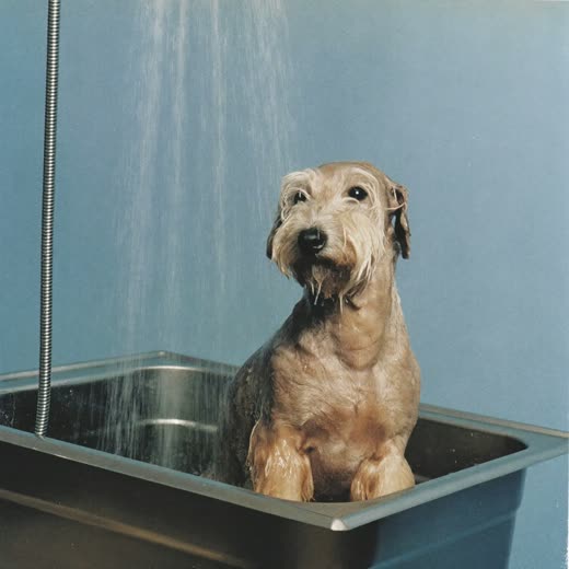A small dog being shampooed in a grooming bath